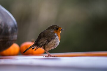 Selective focus of a robin bird