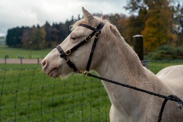 White horse with halter