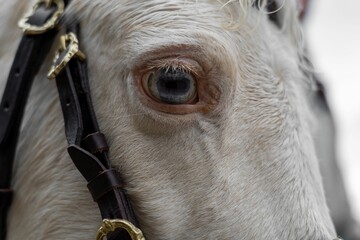 Closeup of white horse with halter