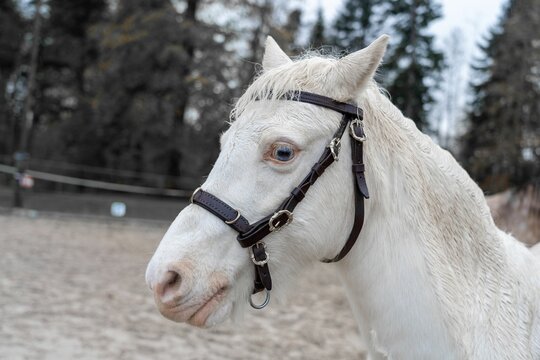 Closeup of white horse with halter