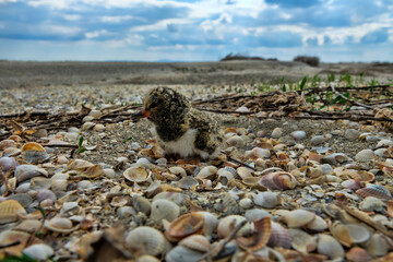 A nestling of European oyster catcher (Haematopus ostralegus) in a nest (a hole in the sand and...