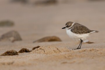 Closeup shot of a snowy plover bird perched on a sandy beach