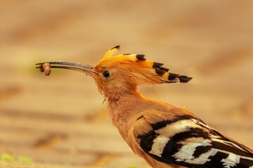 Closeup shot of an orange Eurasian hoopoe bird with a worm in its beak © Wirestock