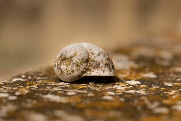 Closeup shot of a dirty seashell on a dirty rock