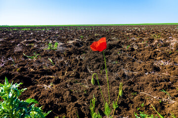 Ruderal vegetation. Poppies are like field weed (agrestal) in agricultural fields. Redweed (Papaver...