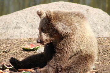 Obraz premium Closeup shot of a cute kind brown bear at the Copenhagen Zoo