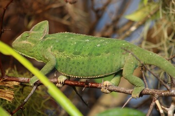 Closeup shot of a chameleon at the Copenhagen Zoo in Denmark