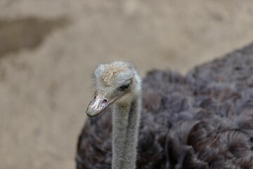 Closeup of an ostrich looking straight forward