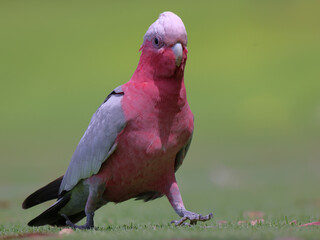 Colorful pink and grey Galah (cockatoo, parrot) with red eyes walking directly towards camera