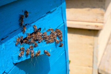 Obraz na płótnie Canvas Swarming bees at the entrance of old beehive in apiary..