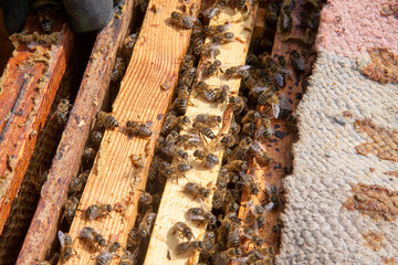 Open hive showing the bees swarming on a honeycomb..