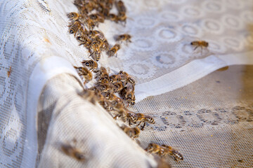 Bees drink water in summer on textile background..