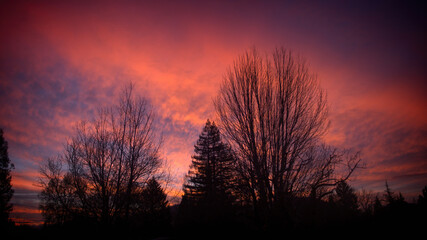 Scenic view of silhouettes of treetops against a beautiful pink sunset