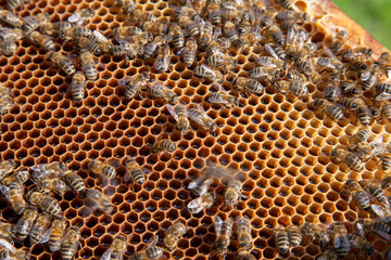 Working bee on the honeycomb with sweet honey..