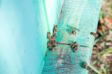 Swarming bees at the entrance of old beehive in apiary..