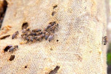 Bees swarming on vintage textile background..