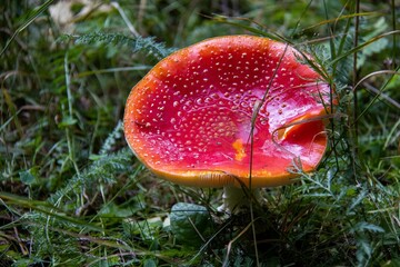Closeup shot of a fly agaric mushroom