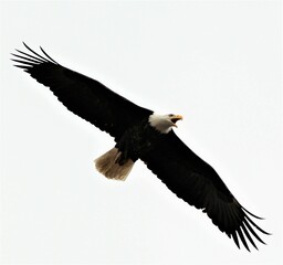 Beautiful view of a bald eagle in flight