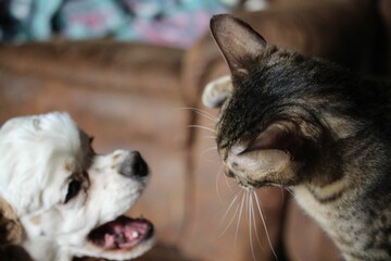 Closeup shot of a dog and a cat fighting