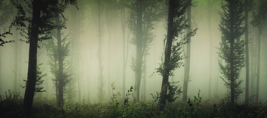 green forest panorama with trees in fog - obrazy, fototapety, plakaty
