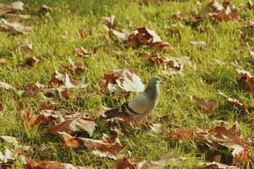 Closeup of a rock pigeon (Columba rupestris) on the ground in a park in autumn
