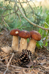 Triple porcini mushroom grows in pine tree forest at autumn season..