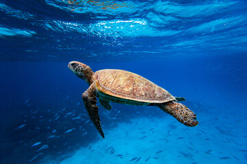Beautiful sea turtle swimming in blue ocean