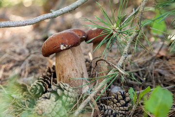 Triple porcini mushroom grows in pine tree forest at autumn season..