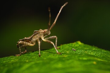 Closeup of a Gonocerus acuteangulatus on a green leaf