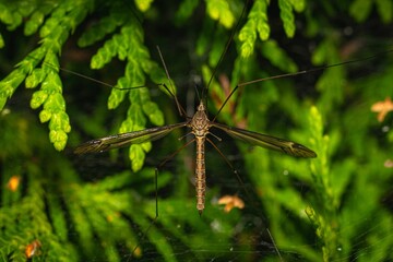 Closeup of a Tipula luna
