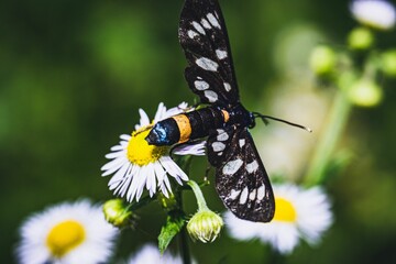 Macro shot of a nine-spotted moth or yellow belted burnet (Amata phegea) on a flower