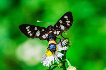 Macro shot of a nine-spotted moth or yellow belted burnet (Amata phegea) on a flower