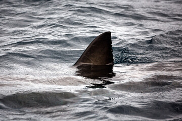 Shark dorsal fin on the ocean's surface