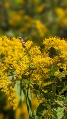 Vertical shot of Solidago canadensis flowers