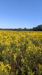 Fototapeta premium Vertical shot of Solidago canadensis flowers