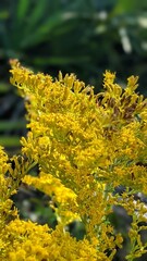 Vertical shot of Solidago canadensis flowers