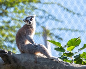 Closeup shot of a ring-tailed lemur seating on a tree branch in a zoo on a sunny day © Wirestock