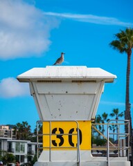 Vertical closeup of a gull standing on the top of a lifeguard tower on a sunny day