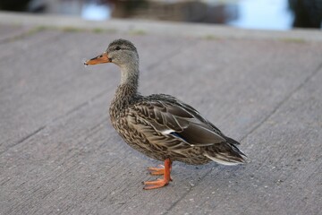Closeup shot of a wild duck (Anas platyrhynchos)
