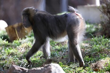 Fototapeta premium Closeup shot of a mandrill (Mandrillus sphinx)