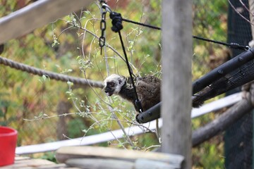Ring-tailed lemur (Lemur catta) in the zoo