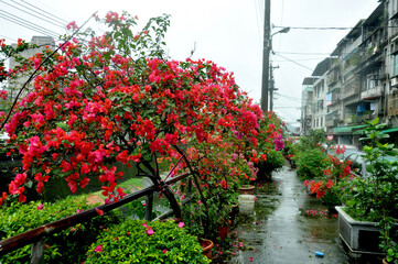 Bushes of blooming red flowers on a wet rainy road