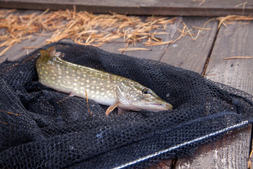 Freshwater pike and fishing equipment lies on vintage wooden background. Composition on wooden background with yellow leaves..