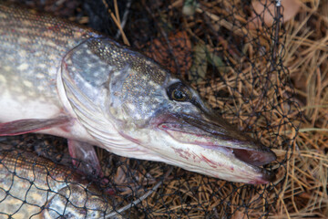 Freshwater pike fish. Big freshwater pike fish lies on keep net with fishery catch in it..