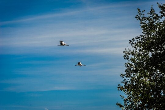 Low-angle shot of a couple of Stork birds flying against a cloudy blue sky