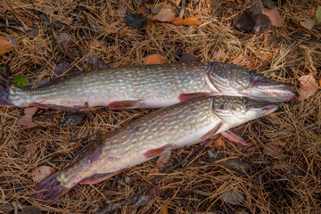 Freshwater pike fish. Two freshwater pike fish on yellow leaves at autumn time..