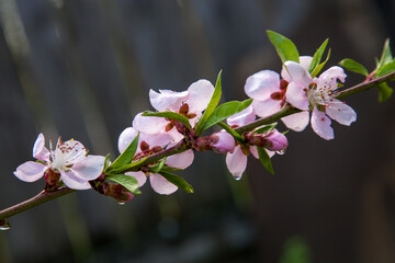Pink flowers of the peach blossoms in garden at spring day..