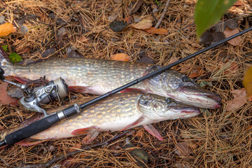 Freshwater pike fish. Two freshwater pike fish and fishing rod with reel on yellow leaves at autumn...