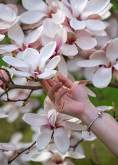 Close-up of a woman's hand gently touching beautiful spring magnolia flowers. The concept of awakening nature, plant aroma, tenderness, beauty, purity, cosmetics, skin care
