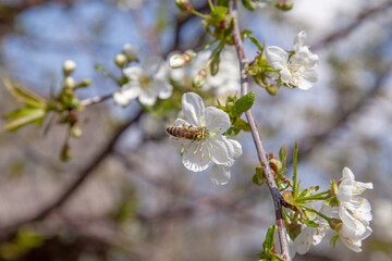 Honeybee on white flower of cherry tree collecting pollen and nectar to make sweet honey with medicinal benefits..